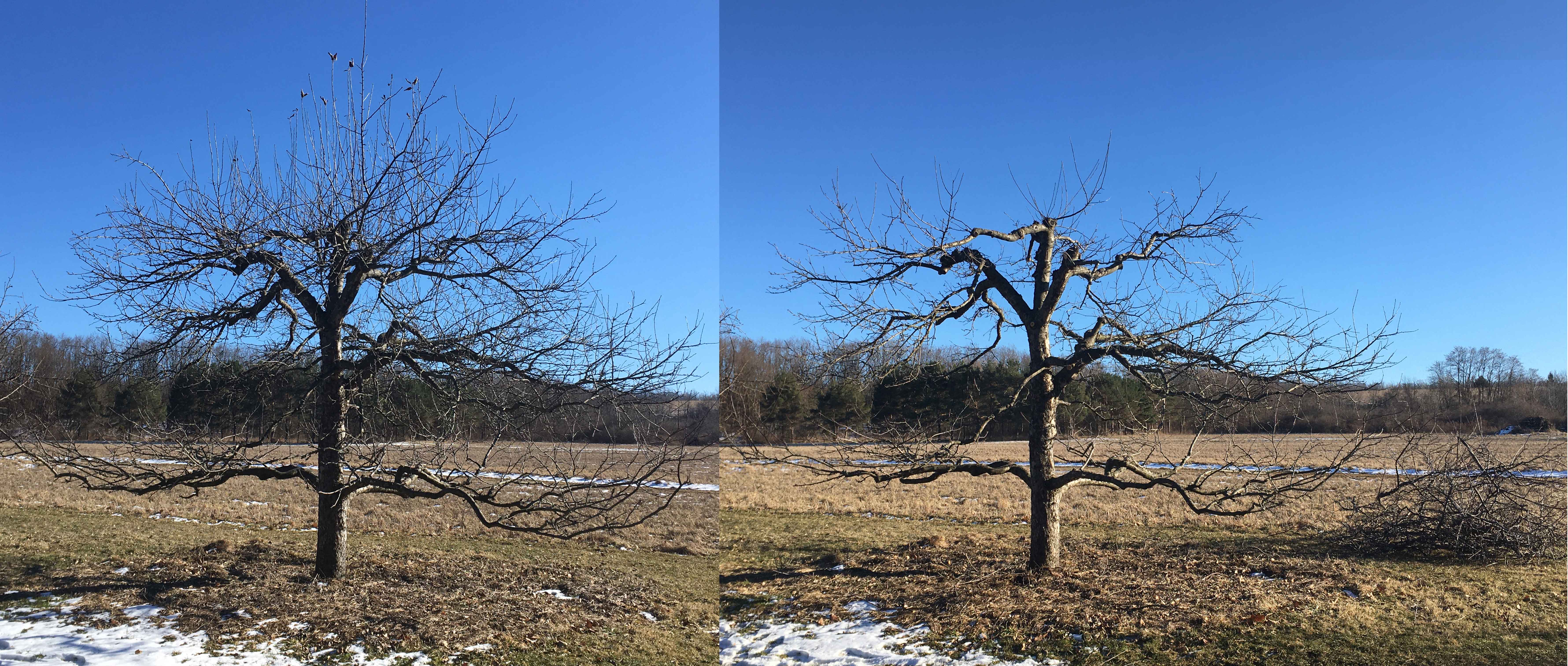 A Standard Goldrush apple tree, before and after pruning.